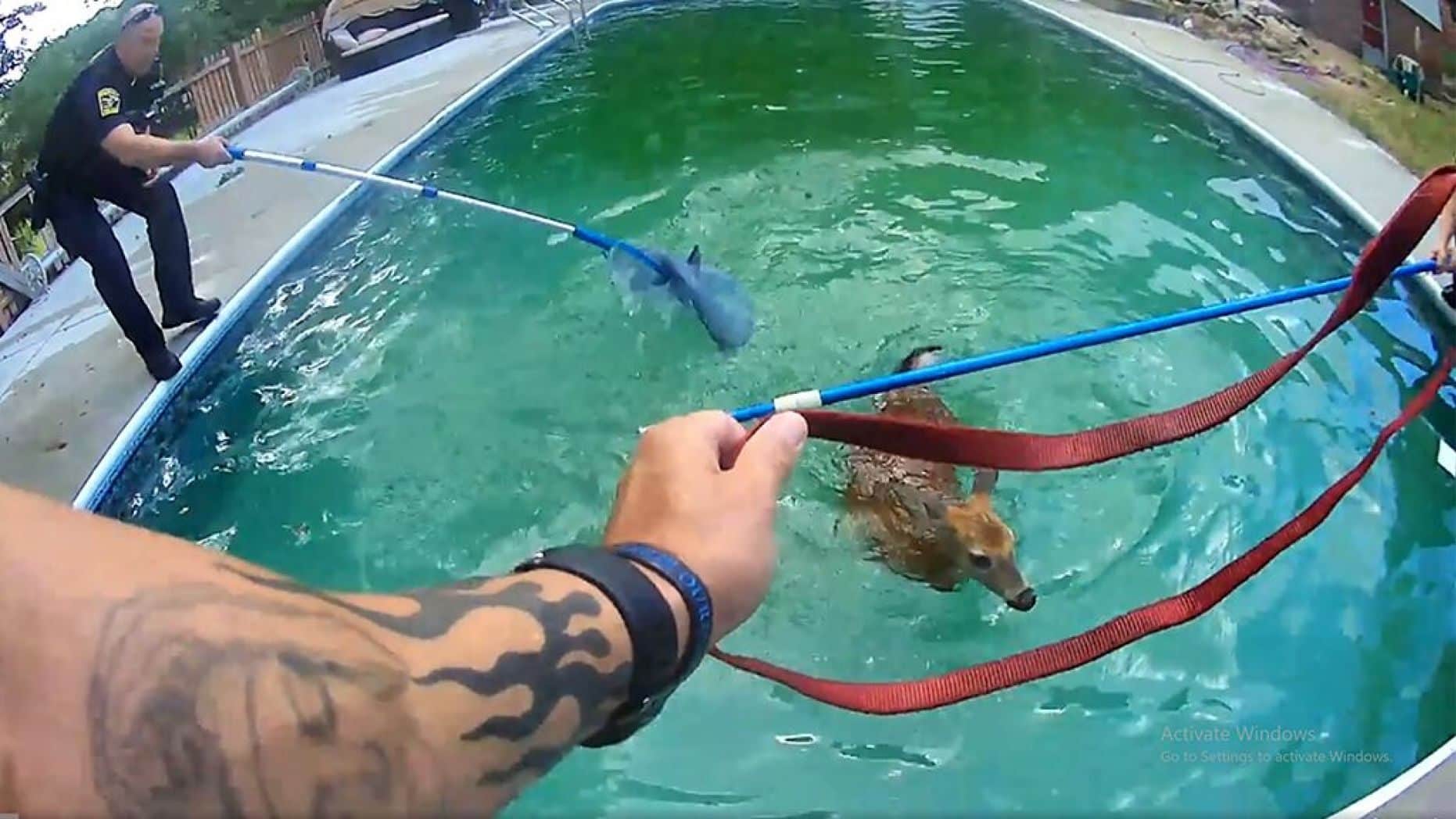 Body camera video the police department shared on Facebook shows how officers were able to wrangle the animals using nets and pull them from the water. (City of Parma PD)