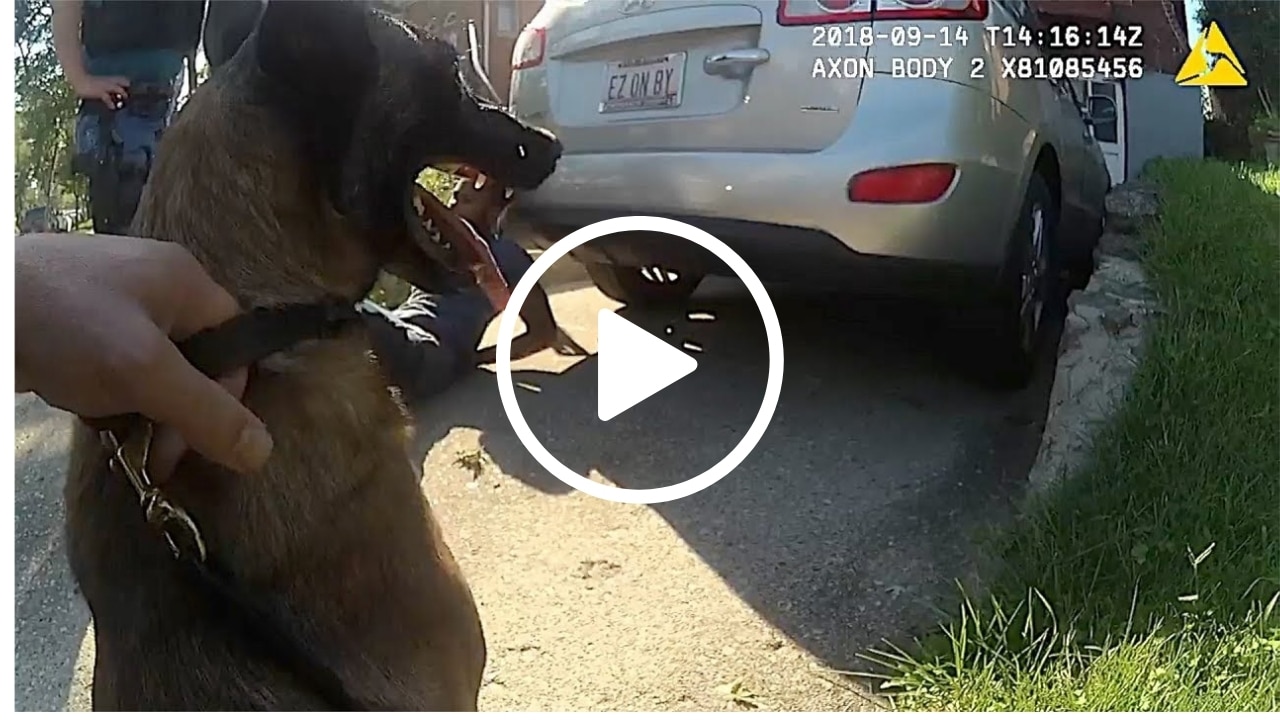 WATCH Police K9 Takes Down Bad Guy