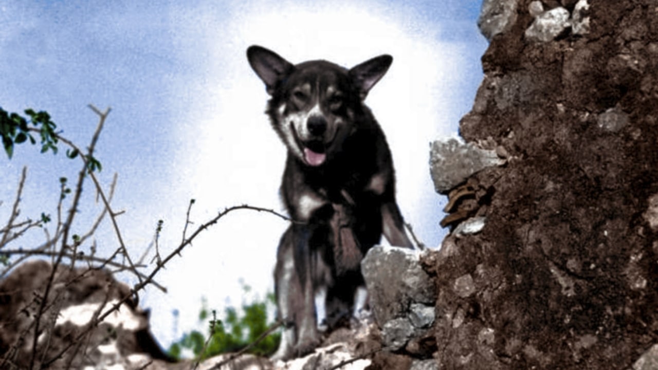 Chips the K9 Singlehandedly Takes Out Machine Gun Nest