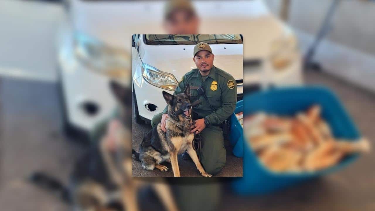 Border Patrol Dogs Capture Fentanyl